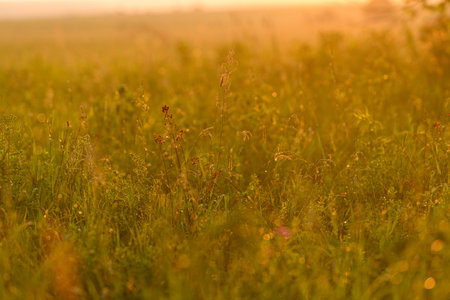 Golden Fields at Sunset Natures Tranquil and Serene Beauty Captured in Stunning Detail