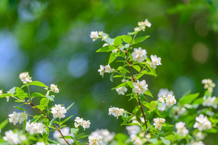 A Beautiful Blossom Branch adorned with Brilliant White Flowers in a Natural Settingの写真素材