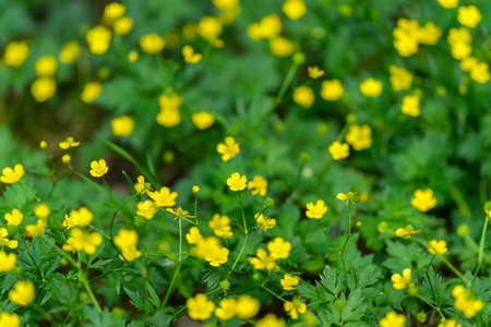 Vibrant yellow wildflowers thrive beautifully amidst the lush greenery of the landscapeの写真素材