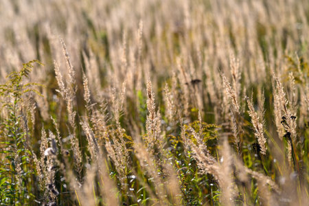 A Picturesque Golden Field of Tall Grasses Bathed in Soft, Glowing Light and Warmthの写真素材