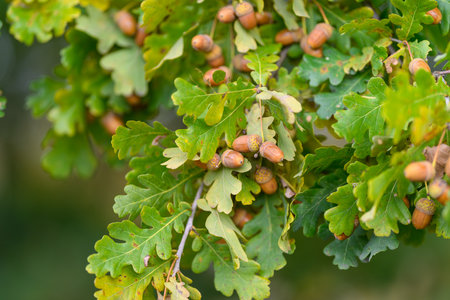 Oak Tree Leaves and Acorns Beautifully Displayed in Their Natural Outdoor Settingの写真素材