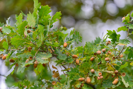 An Oak Tree Branch adorned with Acorns and Flourishing Green Leaves, capturing natures beauty
