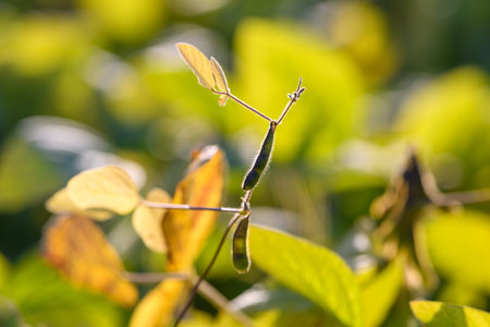 Minimalist botanical image featuring soybean pod and soft backdrop, Contemplative portrait of...
