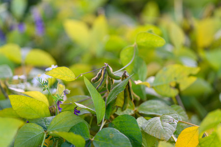 Dewy soybean leaves in morning with visible moisture and fine texture, crisp closeup showing veins...
