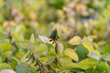 Mature soybean pods hanging heavy with seeds, brown stems and curled leaves signal ripeness, muted...