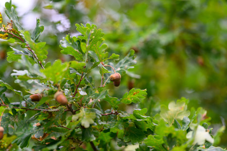 A stunning closeup view of the Oak Trees vibrant green leaves accompanied by acorns