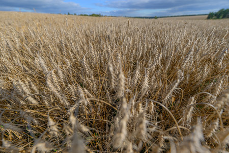 A Beautiful Golden Wheat Field Under a Clear Blue Sky Filled with Fluffy White Cloudsの写真素材