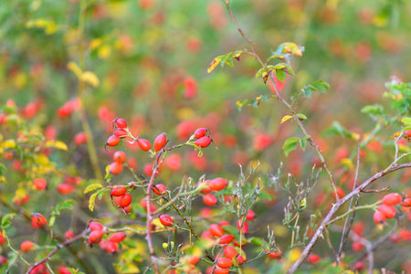 Vibrant Red Berries Nestled Among Lush Green Foliage in a Picturesque Natural Settingの写真素材