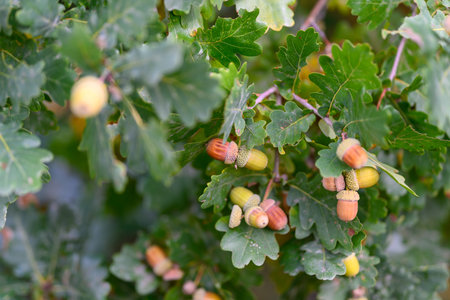 A CloseUp View of Oak Leaves and Acorns Set Against Beautiful Natural Backgrounds