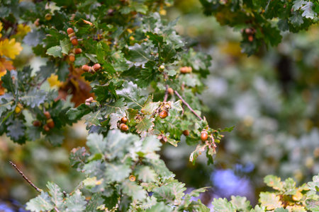 The majestic Oak Tree boasts its leaves and acorns, showcasing vibrant autumn colors beautifully