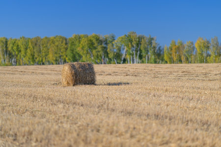 Golden Harvest Bales Beautifully Placed in a Serene Field Landscape of Abundant Growthの写真素材