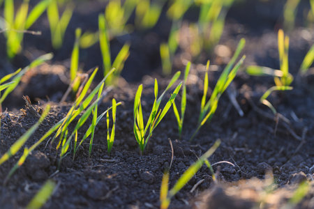New, vibrant green grass sprouts are emerging from the fresh soil of the landscapeの写真素材
