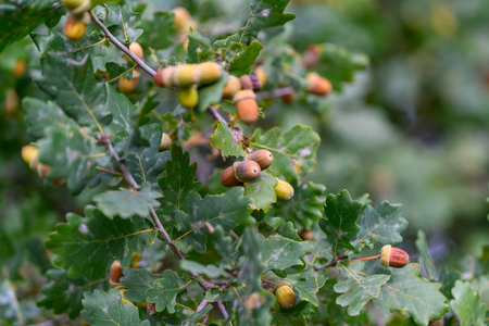 Oak Trees with Acorns and Leaves Flourishing in Their Natural Habitat and Ecosystem