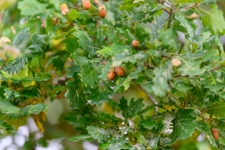 The Oak Trees beautiful foliage, complete with acorns, showcases the wonders of nature