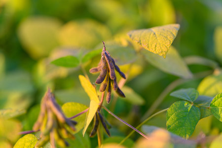 Early morning dew highlights soybean pods under gentle sunlight, Reflections of morning sunlight on...