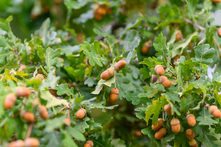 Acorns and Leaves on an Oak Tree in Its Natural Setting Surrounded by Diverse Flora and Fauna