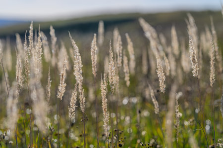A Beautiful Golden Grass Field Bathed in Soft Light at Dusk During Evening Hoursの写真素材