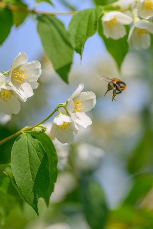 A Bee Busy Pollinating Vibrant Flowers in a Beautiful, Bright and Natural Setting