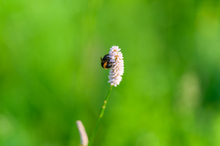 A Beautiful Bee Pollinating a Flower Surrounded by a Lush, Green and Serene Backgroundの写真素材