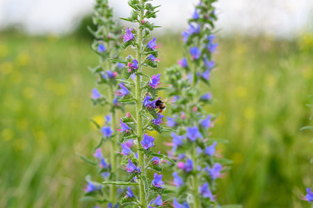 A Dazzling Display of Beautiful Blue Flowers Flourishing in a Vibrant Lush Green Field