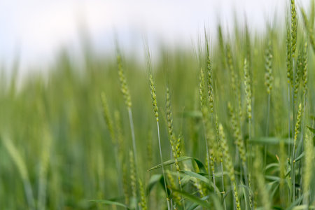 A Beautiful and Lush Green Wheat Field at Dusk Presented with a Gentle Soft Focus Effectの写真素材