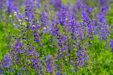 A Beautiful Field of Vibrant Purple Wildflowers in Full Bloom Displaying Natures Splendor