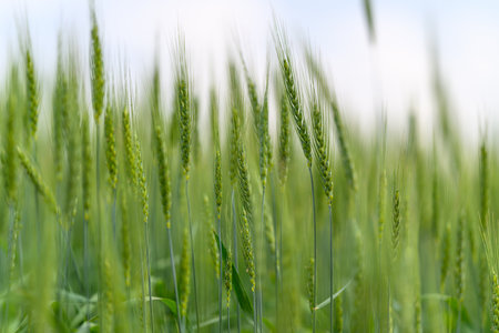 A Picturesque Lush Green Grass Field Beneath a Soft Gentle Sky in a Beautiful Landscapeの写真素材