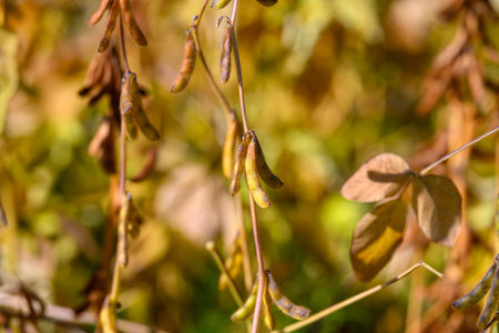 Plant moisture analysis, Assessing soybean canopy moisture for agricultural quality control, Natural...