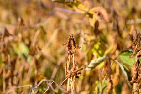 Bright sunny field showcasing fully grown soybean pods during autumn, Luminous soybean patch...