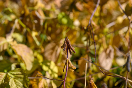 Botanist examines soybeans, Researcher studies pod surface intricacies, High magnification analysis...