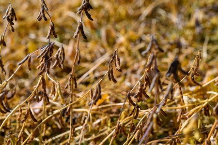 Soybean field scene, Sunkissed soybean pods revealing harvest readiness and farm practices, Agronomist evaluates mature soybean pods in bright seasonal field environmentの写真素材