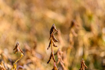 Soybean pod backdrop, Warm tones with repetitive pods, Softfocus soybean pods with golden hues, Textured soybean pod pattern in warm golden shades ideal for overlaysの写真素材