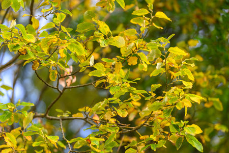 Vibrant and Colorful Autumn Leaves Captured in the Beauty of Natures Scenic Landscapeの写真素材