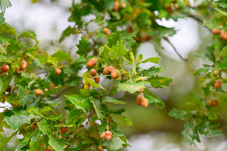 A beautiful Oak Tree adorned with Acorns and vibrant, lush Green Leaves swaying gentlyの写真素材