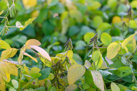 Research soybean plot with pods visible, scattered clusters across monitoring bed, measured spacing and leaf variation, scientist sampling and data collection context impliedの写真素材