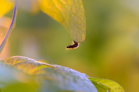 Pest inspection photo, Detailed image showing chew marks on leaf by caterpillar, Highresolution photograph capturing damage caused by larva to plant leaves for pest analysisの写真素材