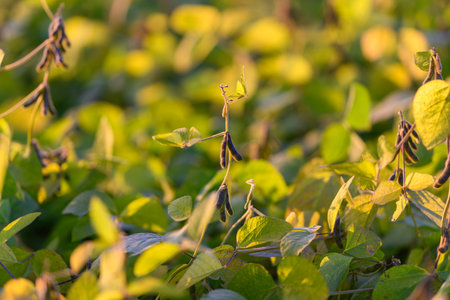 Dewy soybean stems under warm glow, Dense soybean crop with glowing veins and lush foliage, Closeup of vibrant soybeans in thriving industrial seed cultivation areaの写真素材