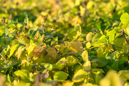 Vivid soybean landscape with healthy emerging pods and vibrant foliage, Energetic young soybean fields under sunlight illustrating largescale sustainable farming practicesの写真素材