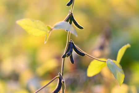 Morning dew on vibrant greenery, Sunkissed legumes with shimmering morning moisture, Sundrenched bean stalks adorned with dew and tender leaves in early morning sunlightの写真素材