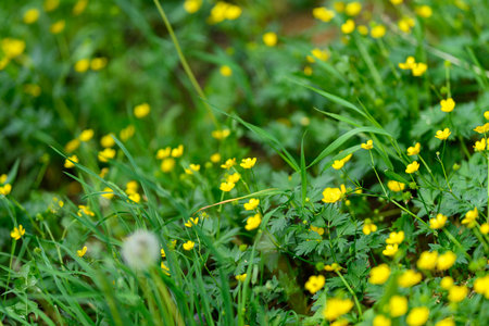 A Beautiful Lush Green Field That Is Filled with Stunning Bright Yellow Wildflowers All Aroundの写真素材