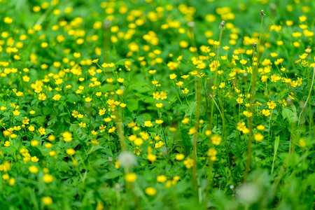 A Vibrant and Lush Field Full of Beautiful Yellow Wildflowers Surrounded by Fresh Green Grassの写真素材