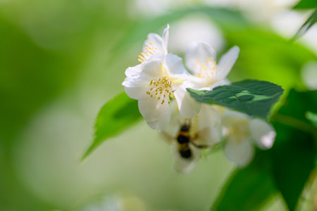 A Busy Bee is Pollinating Beautiful White Jasmine Flowers in the Natural World Around Usの写真素材