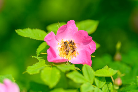 A little bee on a beautiful pink flower in the midst of natures vibrant ecosystemの写真素材