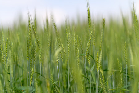 A Lush and Vibrant Green Wheat Field Spread Out Under Bright Sunshine on a Beautiful Dayの写真素材