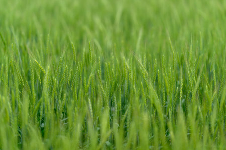 The vast, lush, green grain fields stretch across the land, basking under the bright sunshineの写真素材