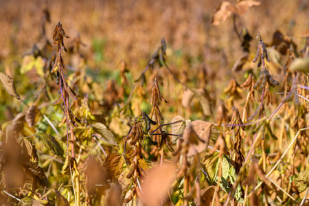 Farmer assesses droughtaffected soybean plants for harvest planning, Agronomist evaluates stressed soybean crop to optimize irrigation strategies and machinery logisticsの写真素材