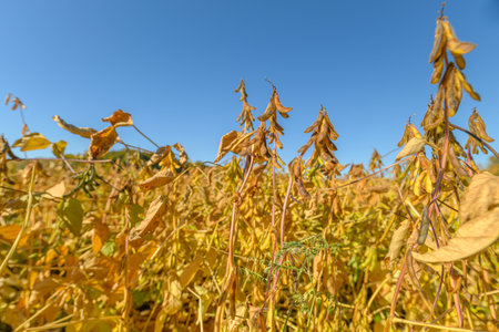 Bright stalks evoke warmth, Sunlit soybean fields symbolize natural harvest and serenity, Organic soybean plants with upright pods embody rural life and farming optimismの写真素材