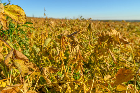 Agricultural prosperity showcased through expansive soybean cultivation scene, Lush soybean farm under bright daylight highlighting productive and sustainable farming practicesの写真素材