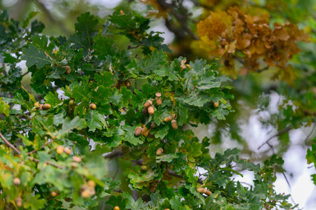 The Majestic Oak Tree stands tall, adorned with Acorns and Lush Green Leaves, Flourishing