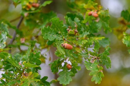 A detailed closeup view of lush Oak Leaves accompanied by Acorns, set in a natural environment